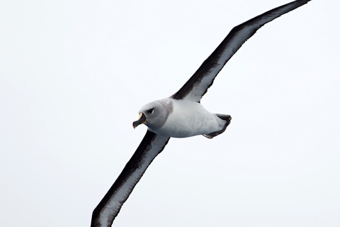 Grey-headed Albatross (Thalassarche chrysostoma)